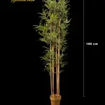 Bambu